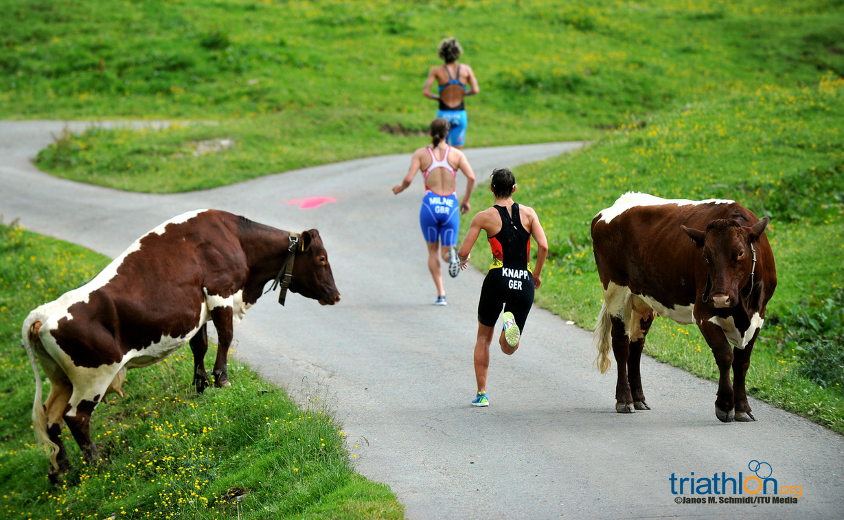 2013 WTS KITZ Cows and runners